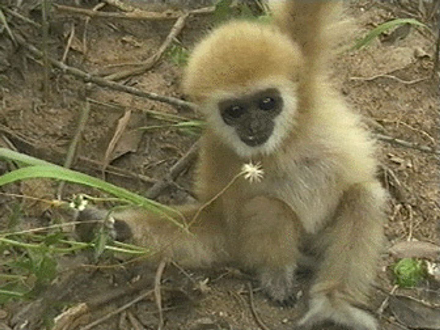 ⁣Animal Planet - Thailand's Singing Ape (Jarunee)
