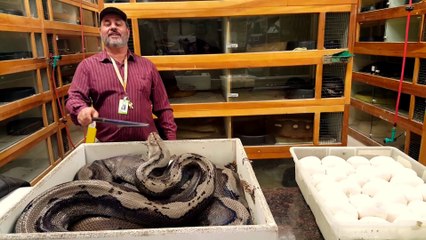 Il prend tout les risques pour attraper les oeufs de ce pythons pas très content