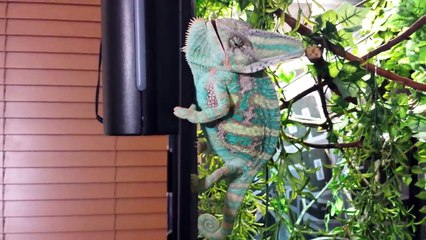 Angry Chameleon snaps at owner.