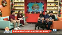 ON THE SPOT: Pag-aalaga ng American Bully