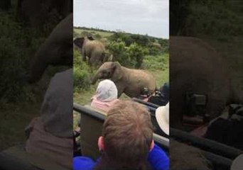 Adorable Baby Elephant Slips During Safari