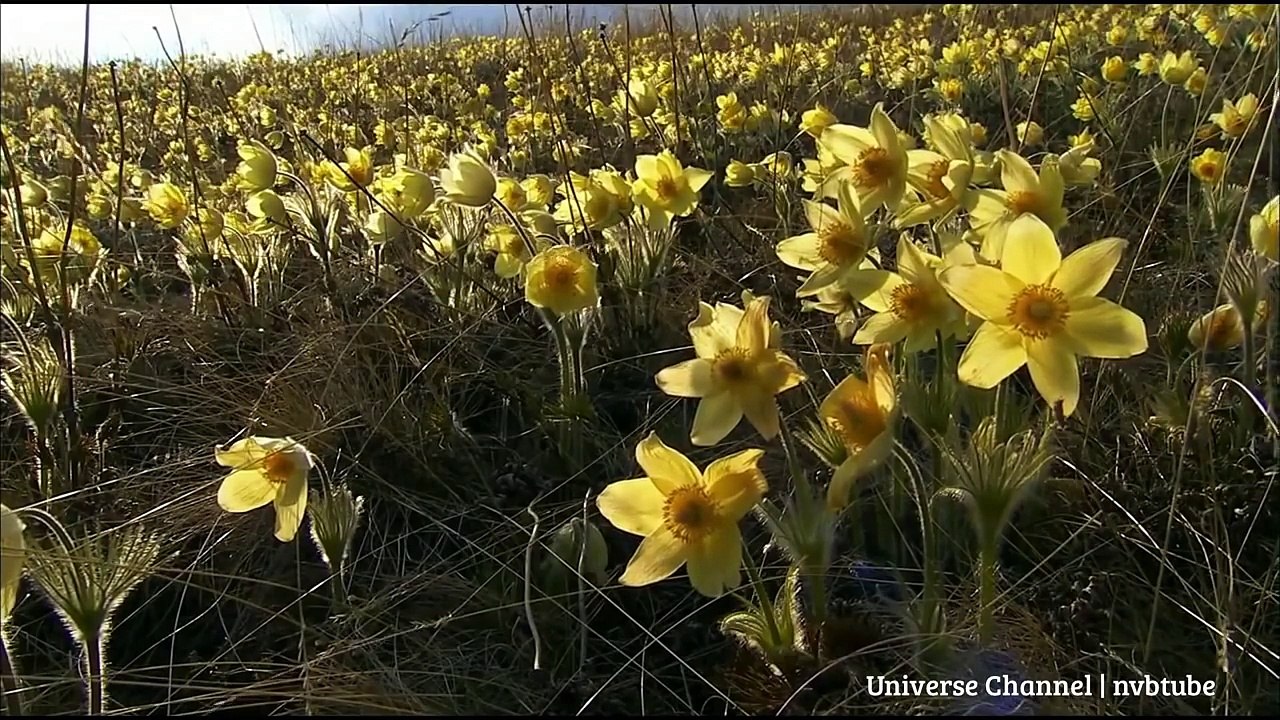 Thiên nhiên hoang dã nước Nga - Vùng Siberia - Thuyết minh