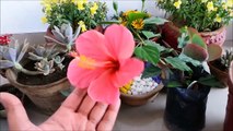 How to Grow Hibiscus Plant(Full Information with Tips)