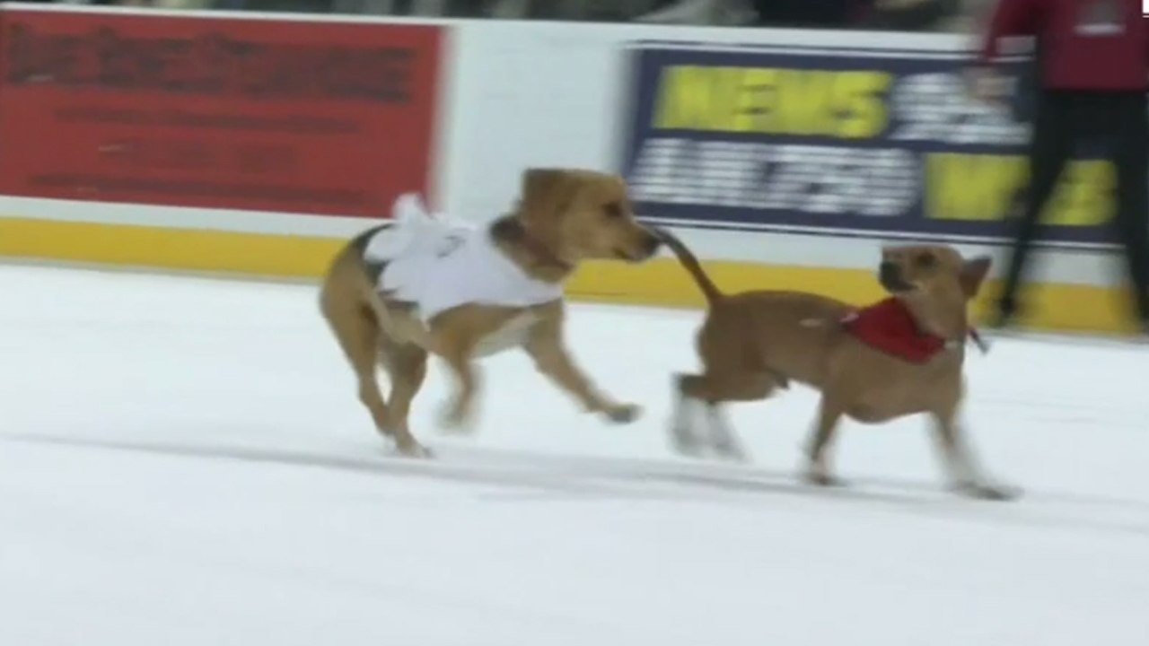 FOX U: Una divertida carrera de perros... ¡en el hielo!