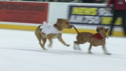 FOX U: Una divertida carrera de perros... ¡en el hielo!