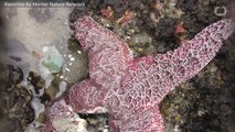 Star Fish Make Incredible Comeback Along West Coast