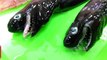Alien-looking viper sharks found in Taiwan - TomoNews