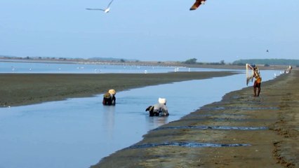 கோடியக்கரையில் குவிந்த பறவைகள் அழகிய காட்சி- வீடியோ