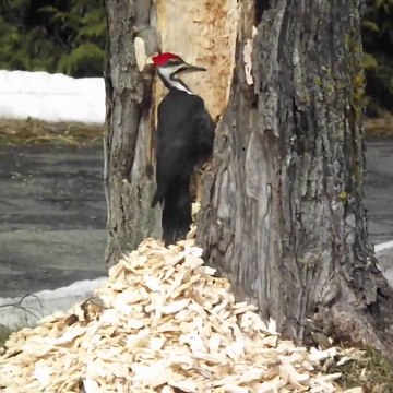 Ce pic vert est bien décidé à abattre l'arbre!