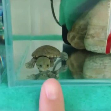 Cette tortue est juste adorable! Regardez ce qu'elle fait... Trop mignon