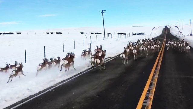 Un troupeau d'antilopes d'Amérique court sur une route du Montana