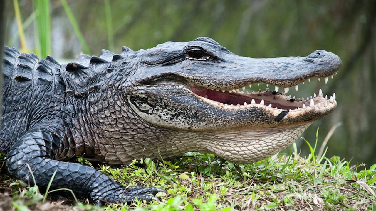Animal Voice for Childrens | Animal Sounds Alligator | Alligator Sound Effect
