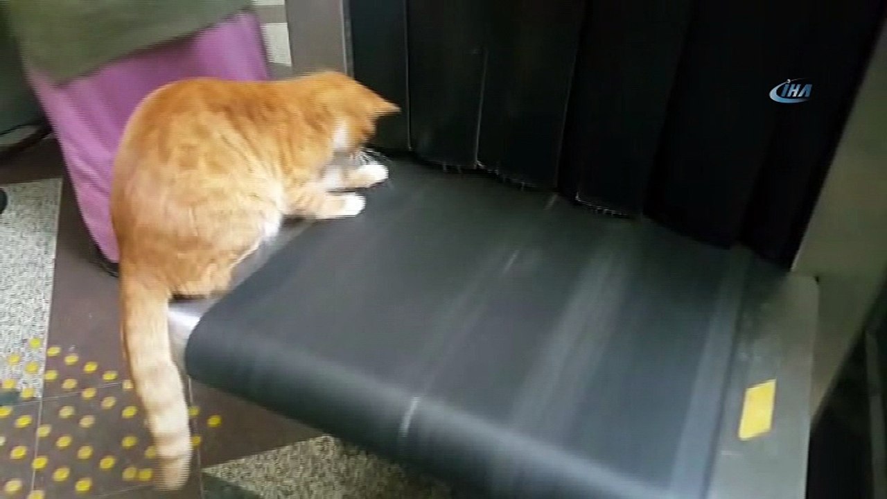 Yaramaz kedinin x-ray cihazı ile imtihanı