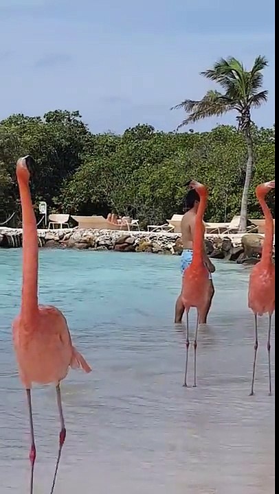 Flamingo Beach