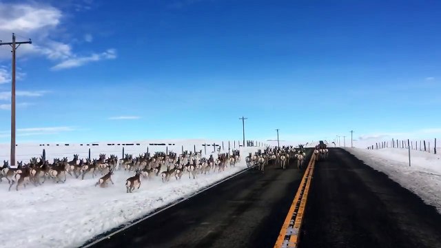 un troupeau d'antilopes d'Amérique court sur une route du Montana