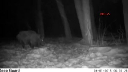 Ardahan'da Doğal Yaşam 'Fotokapan'la Görüntülendi