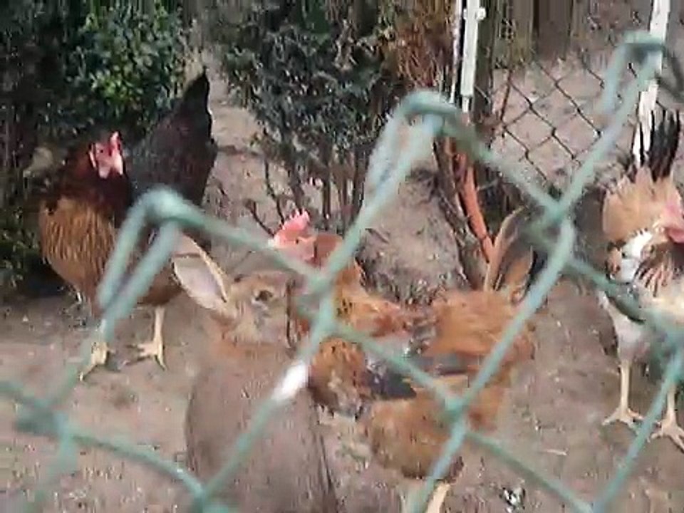 Compilation Animal Breeding     Amazing Animals Mating At Breeding