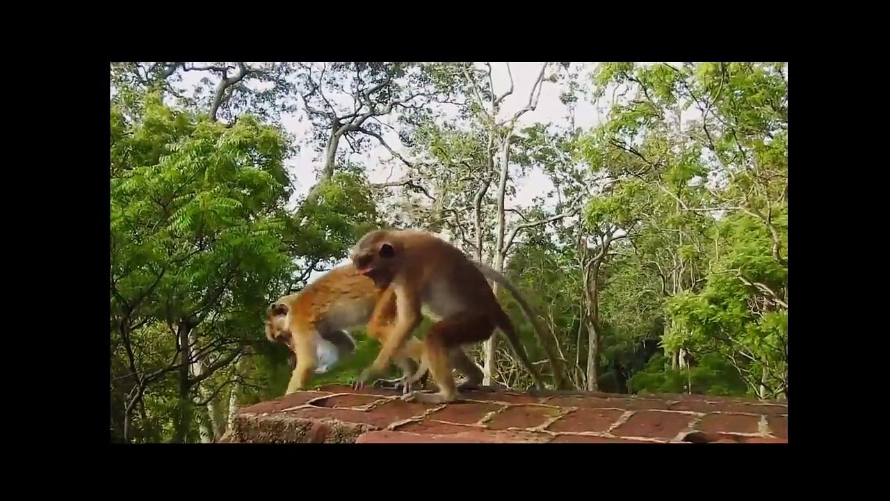 Compilation Animal Breeding - Amazing Animals Mating At Breeding