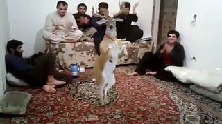 Funny Pashto Video Song