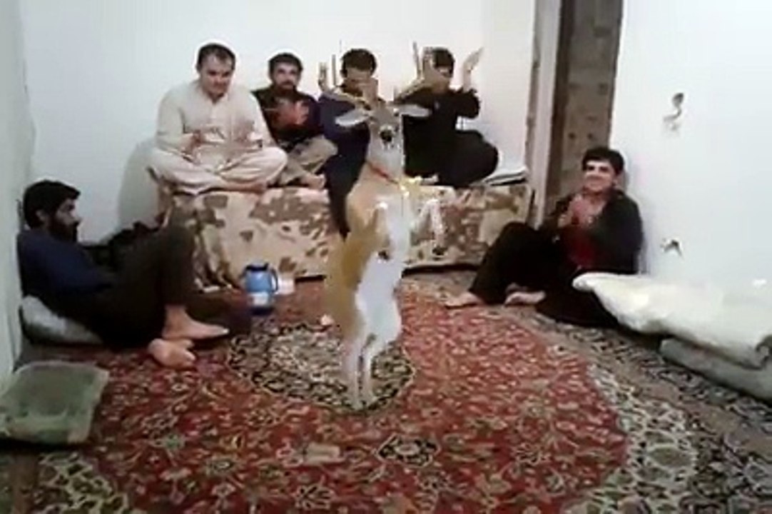 Funny Pashto Video Song