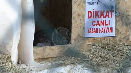 Kars’ta tedavisi tamamlanan vaşak doğal ortamına dönecek