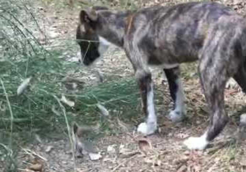 Lucky Pup Enjoys Playtime