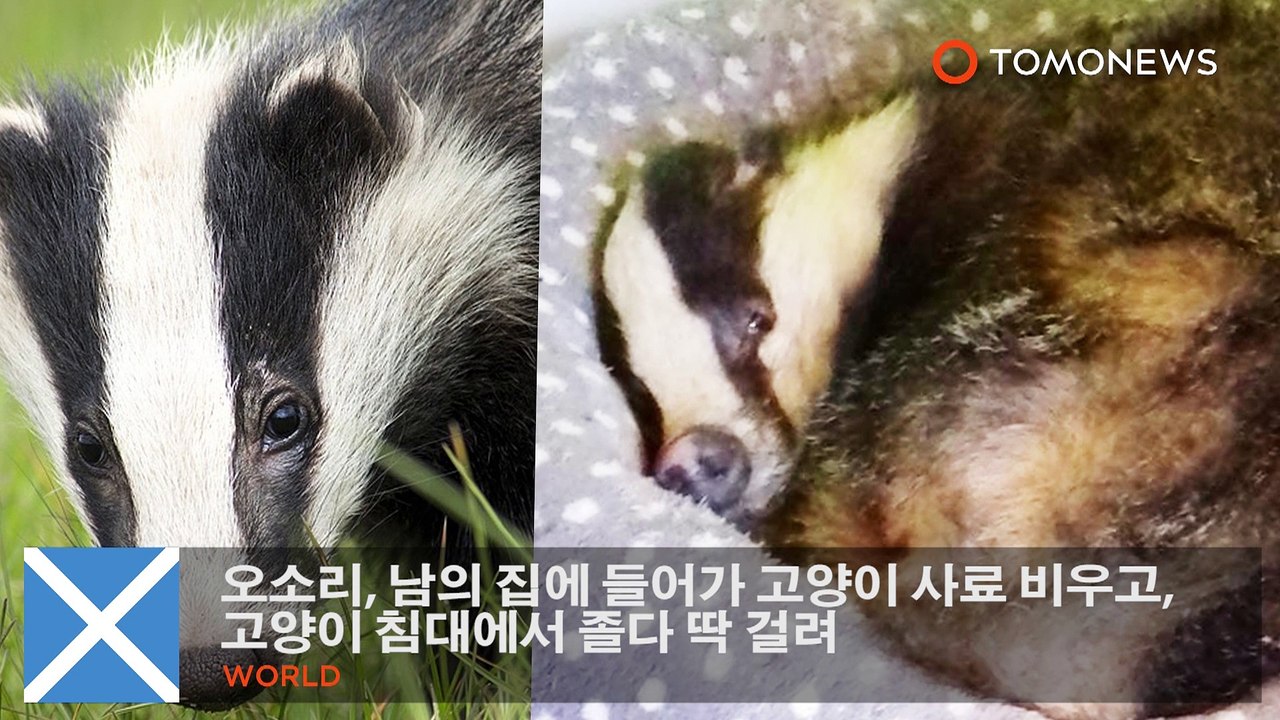 오소리, 남의 집에 들어가 고양이 사료 비우고, 고양이 침대에서 졸다 딱 걸려