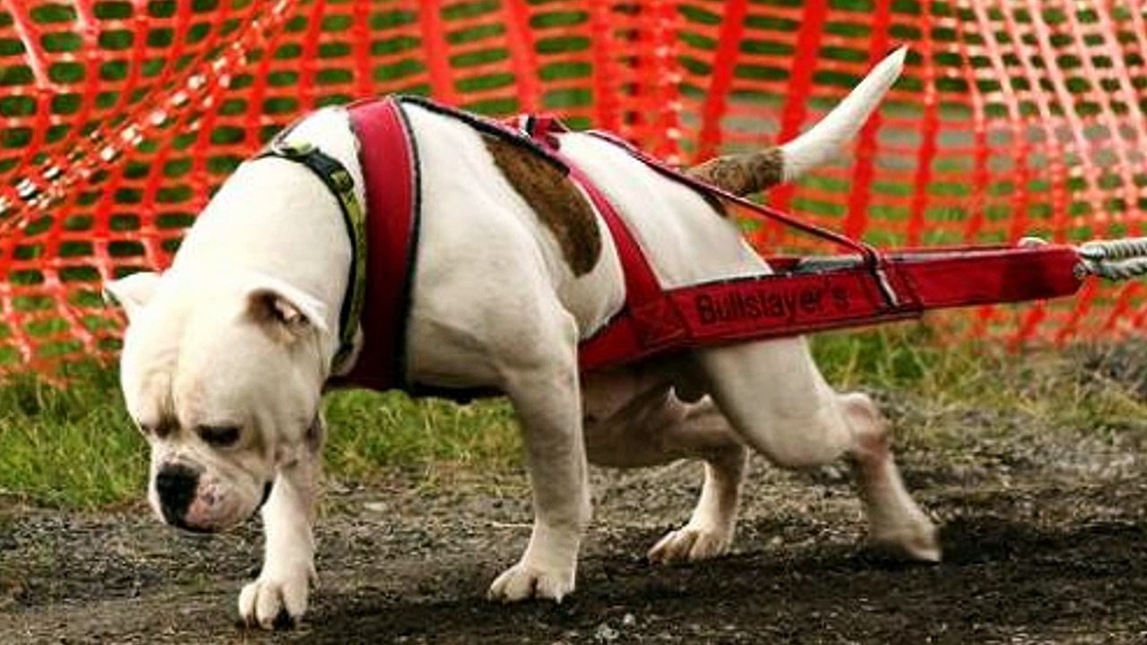 johnson bulldog temperament