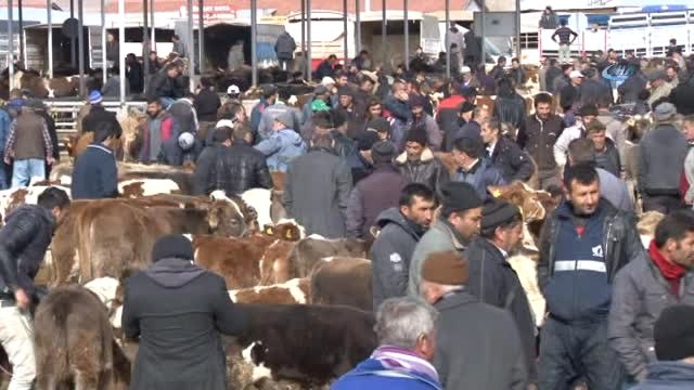 Türkiye'nin En Büyük Hayvan Pazarında Şap Karantinası