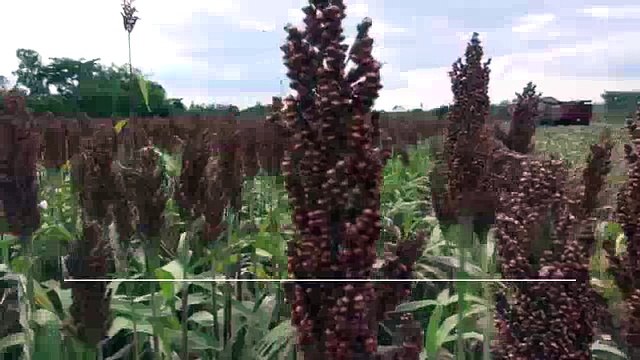 Unos 250 millones de lempiras se colocan en sector agrícola