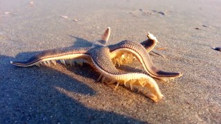 Starfish Walking on the Beach - True video