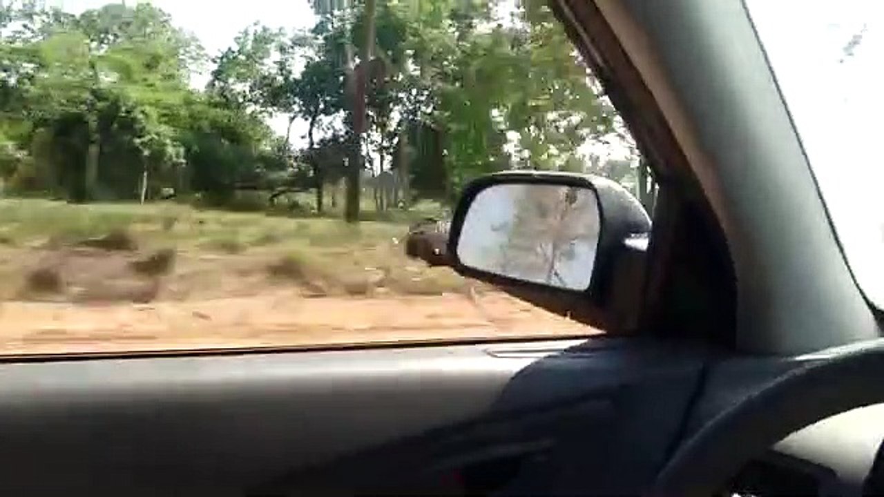 Une autruche se met à courir à coté de sa voiture et le double, à plus de 70KM/H !