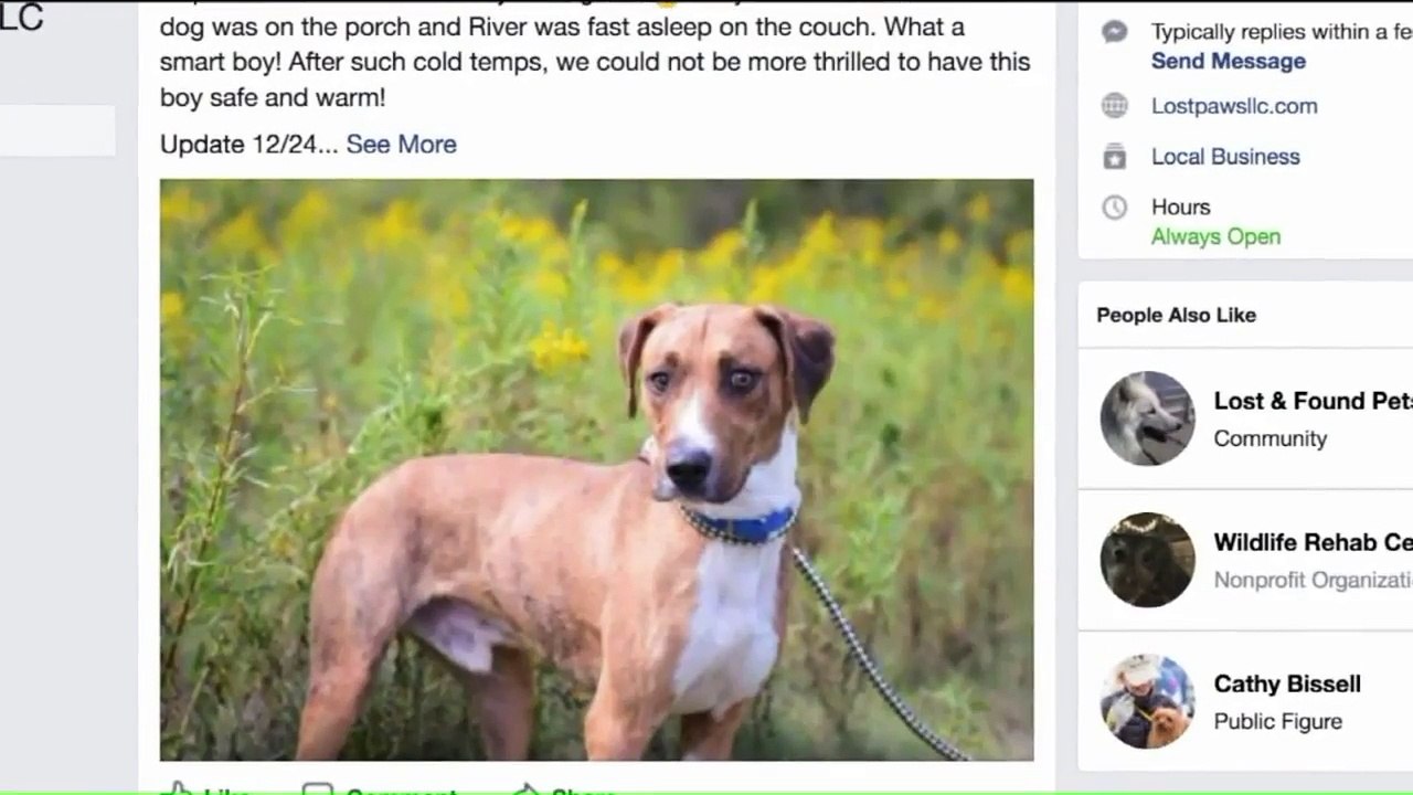 Missing Dog Reunited With Owner After Breaking Into Another Family's Home