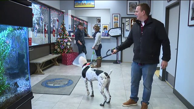 Family Upset After Dog is Attacked at Pet Boarding Facility