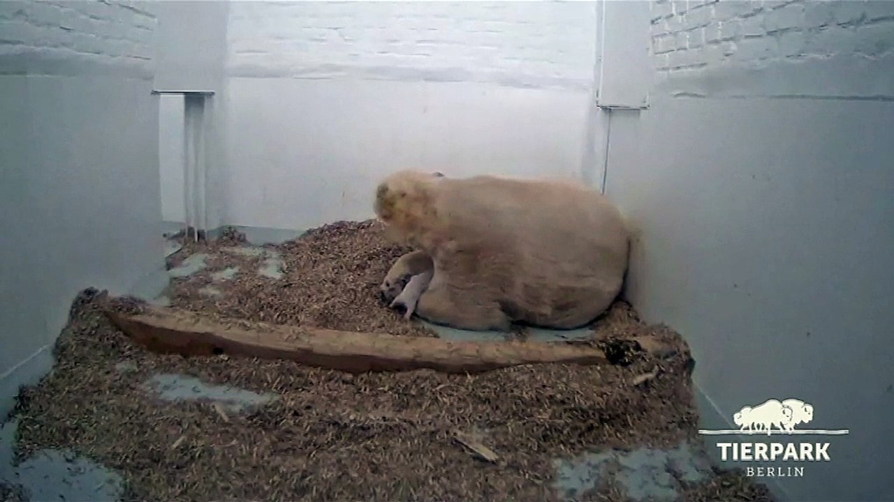 Le zoo de Berlin aux petits soins pour son ourson polaire