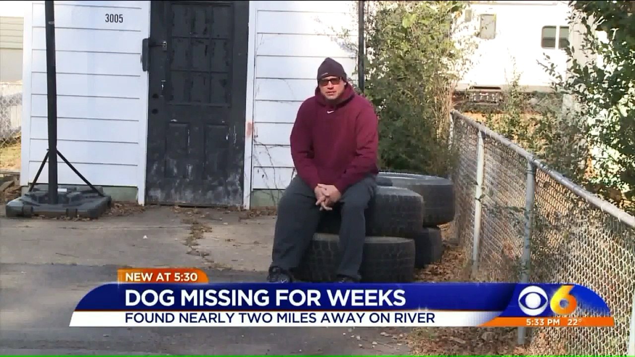 17-Year-Old Lab Missing for a Month Found Save in Virginia