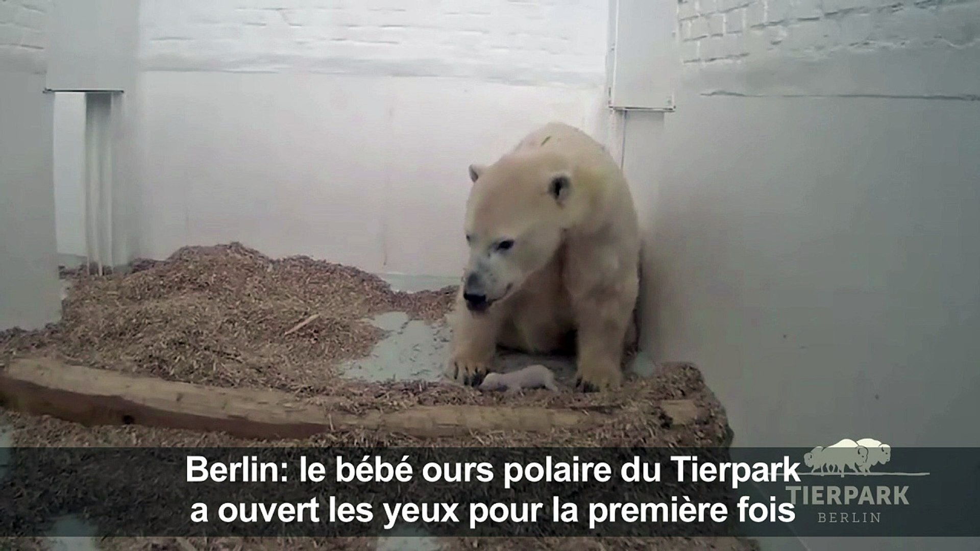 Le Bebe Ours Polaire De Berlin A Ouvert Les Yeux Video Dailymotion