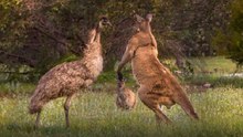 Canguru Em Disputas Com Emu