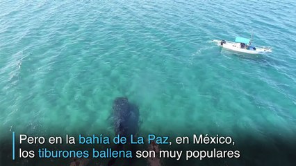 Nadar con tiburones ballena