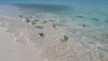 Des dizaines de petits requins essaient d'attraper un oiseau sur la plage aux Maldives
