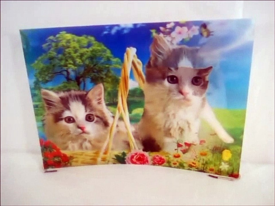 funny cats in 3d