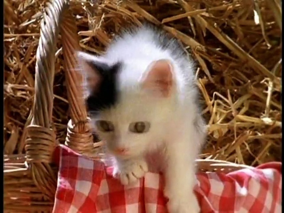 Baby Einstein - Baby Dolittle: Neighborhood Animals (2001) - video