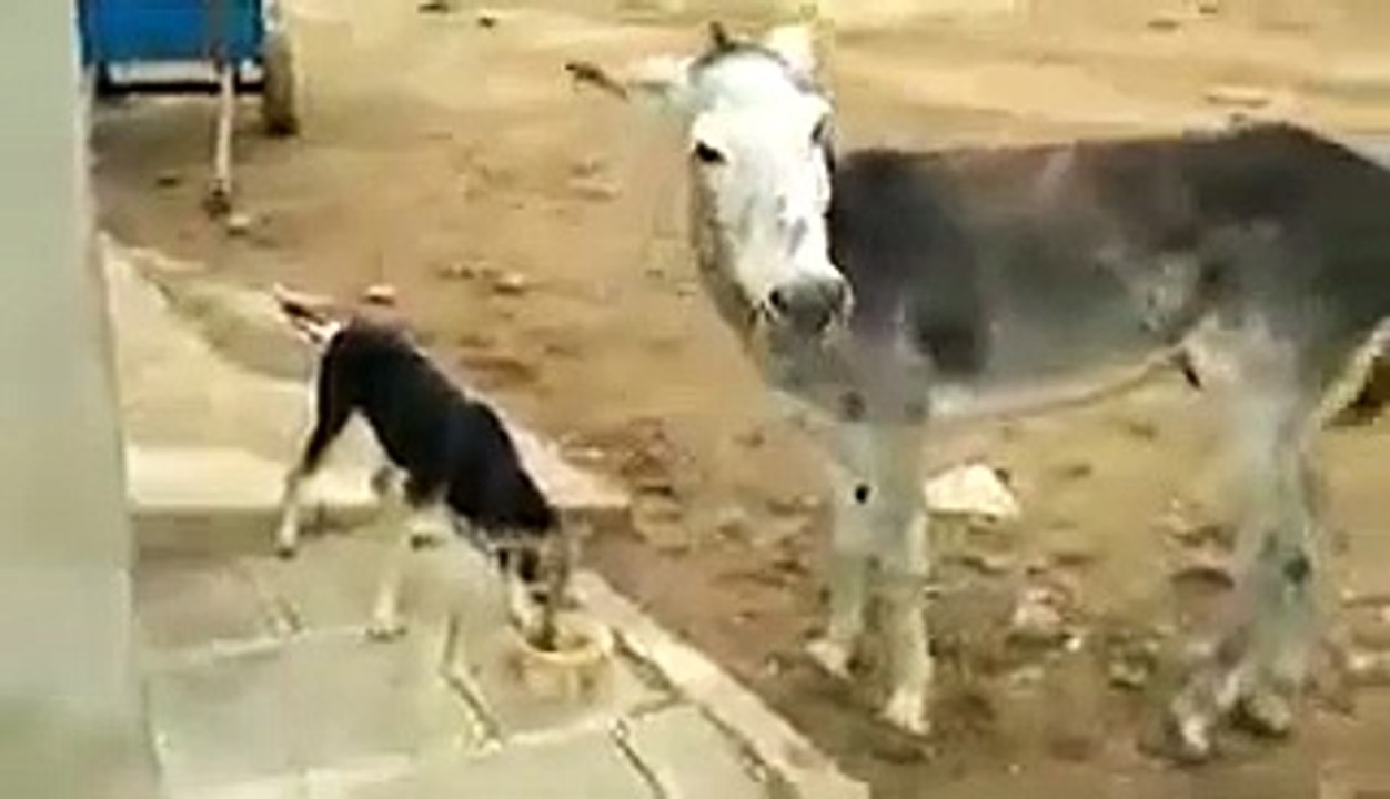 dog and donkey compilation