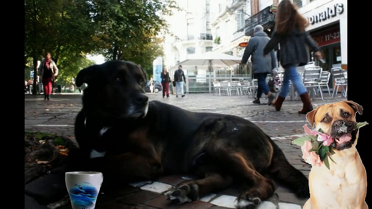 Le chien le plus intelligent du monde Sans doute