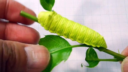 ネズミの様に鳴く、ウスタビガの幼虫