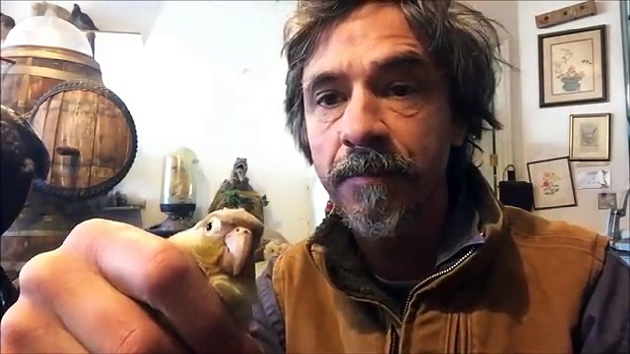 Pet Crows, Ravens will kill other Smaller Pets