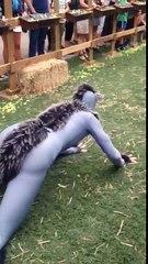Humans Dressed As Sheep IRL Is So Weird