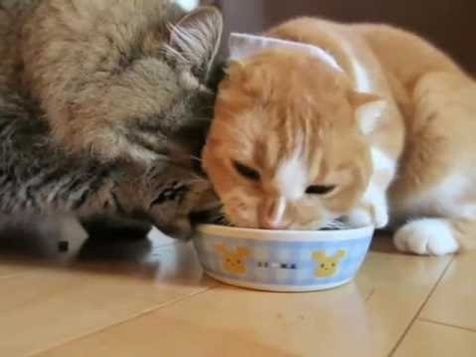 【猫vs猫】ゴハン皿に残ったキャットフードをめぐって仁義なき戦い！w