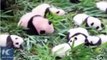 This year saw 12 giant panda twins born in a research center in SW China's Sichuan Pandamania