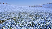 4.5 Million Baby Blue Eyes In Hitachi Seaside Park In Japan